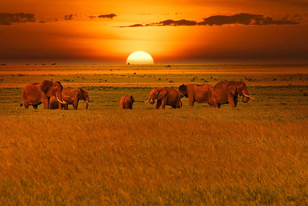 NezaClub Kenya: Nairobi & Tsavo National Park Safari Holiday