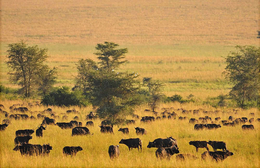 Neza Local :Kidepo Valley National Park